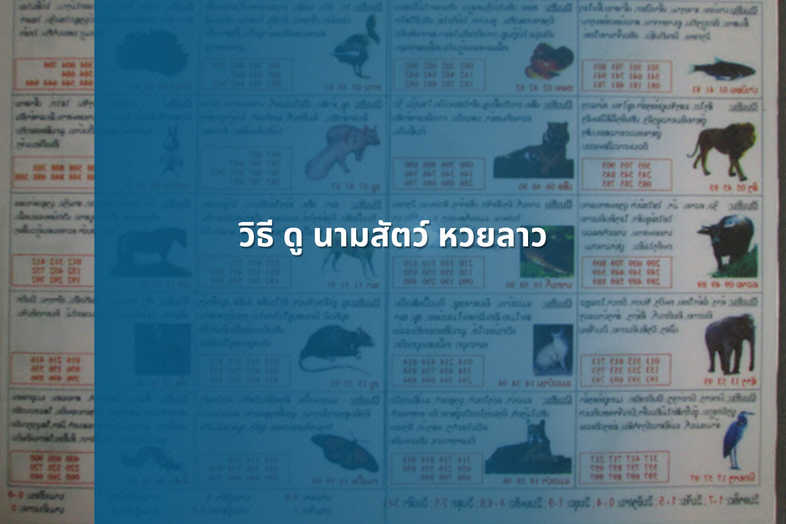 วิธี ดู นามสัตว์ หวยลาว - หวยลาว
